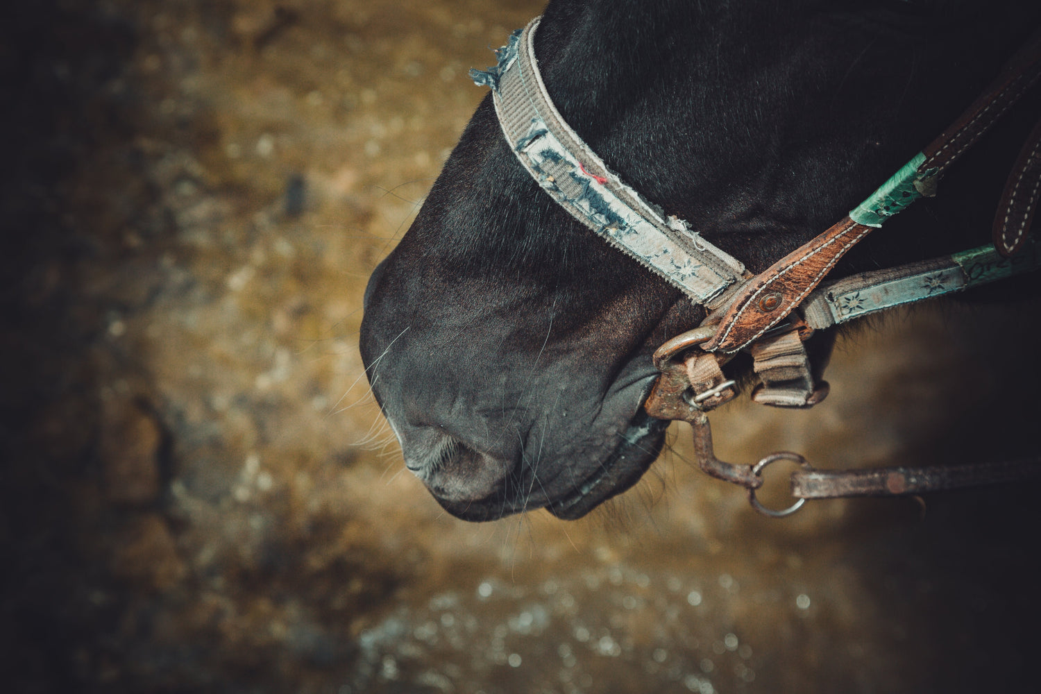 Bramham Horse Trials